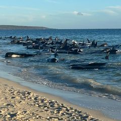 Grindwale liegen in Australien im flachen Wasser am Strand