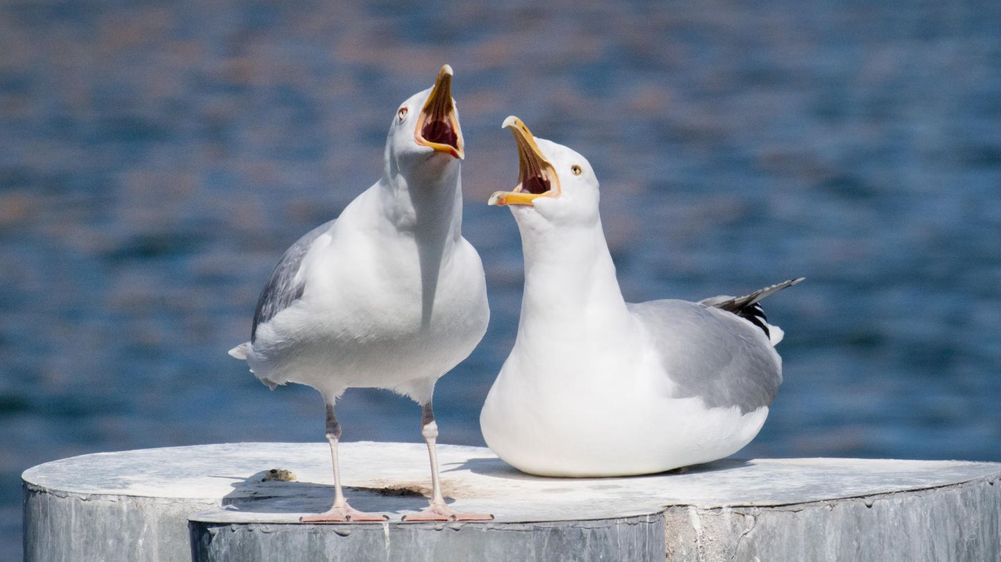 Möwen stehen im Hafen von Stralsund auf einem Poller