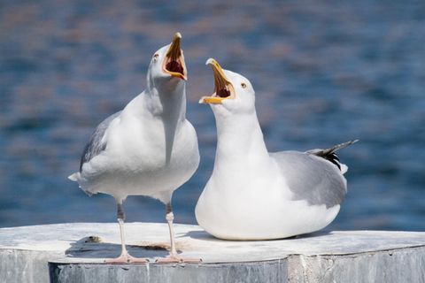 Möwen stehen im Hafen von Stralsund auf einem Poller
