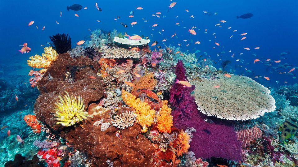 Artenvielfalt mit bunten Fischen und Korallen am Great Barrier Reef, Naturschutz