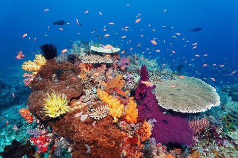 Artenvielfalt mit bunten Fischen und Korallen am Great Barrier Reef, Naturschutz
