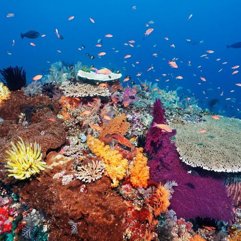 Artenvielfalt mit bunten Fischen und Korallen am Great Barrier Reef, Naturschutz