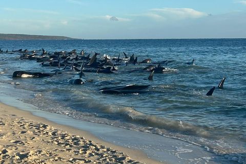 Grindwale liegen in Australien im flachen Wasser am Strand
