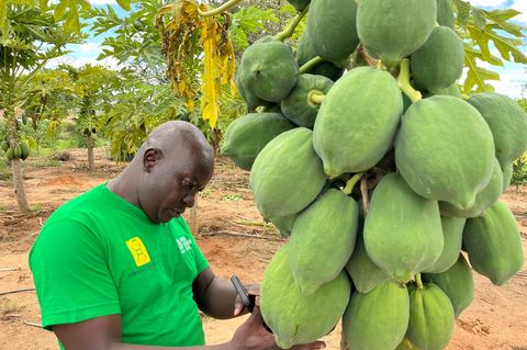 In Kinakoni gedeihen inzwischen auch Papayas