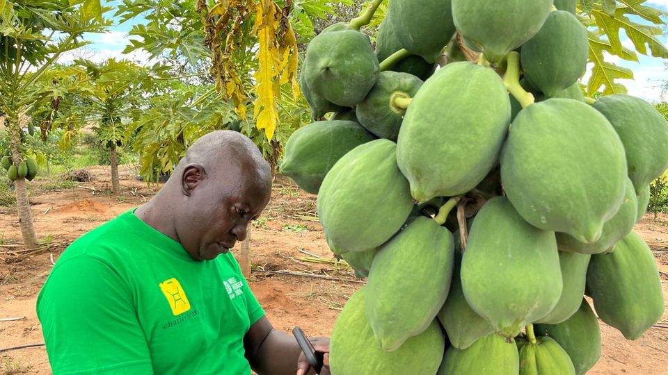 Stiftung stern: In Kinakoni gedeihen inzwischen auch Papayas In Kinakoni gedeihen inzwischen auch Papayas