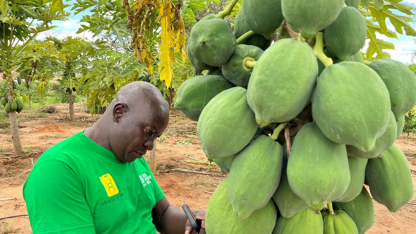 In Kinakoni gedeihen inzwischen auch Papayas