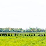 Bundeswehrsoldaten suchen mit einer Menschenkette auf einem Feld nach dem vermissten Arian