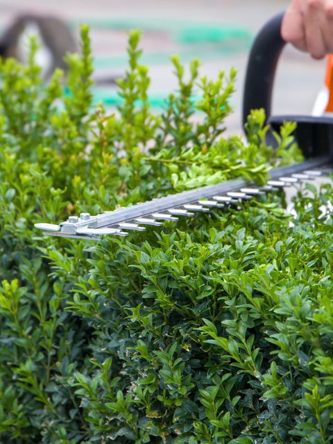 Gartenrecht: Bei diesen Fehlern drohen hohe Strafen