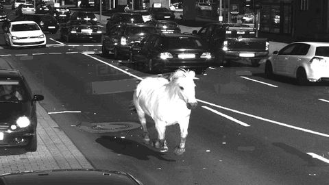 Ein weißes Pferd gallopiert auf einer Straße, fotografisch festgehalten von einem Ampelblitzer