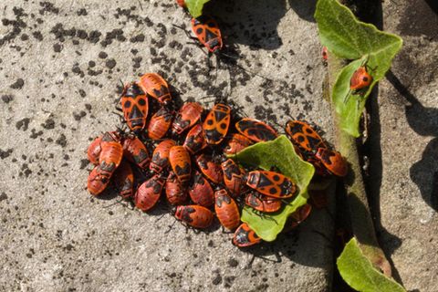 Eine Gruppe von Feuerkäfern