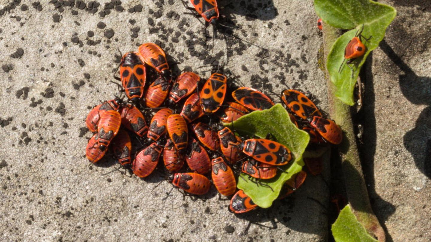 Eine Gruppe von Feuerkäfern