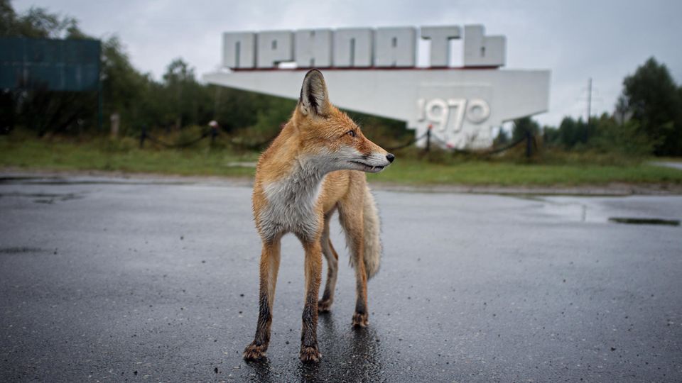 Ein Fuchs steht in Tschernobyl vor einem verlassenen Industriegebäude