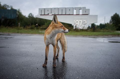 Ein Fuchs steht in Tschernobyl vor einem verlassenen Industriegebäude