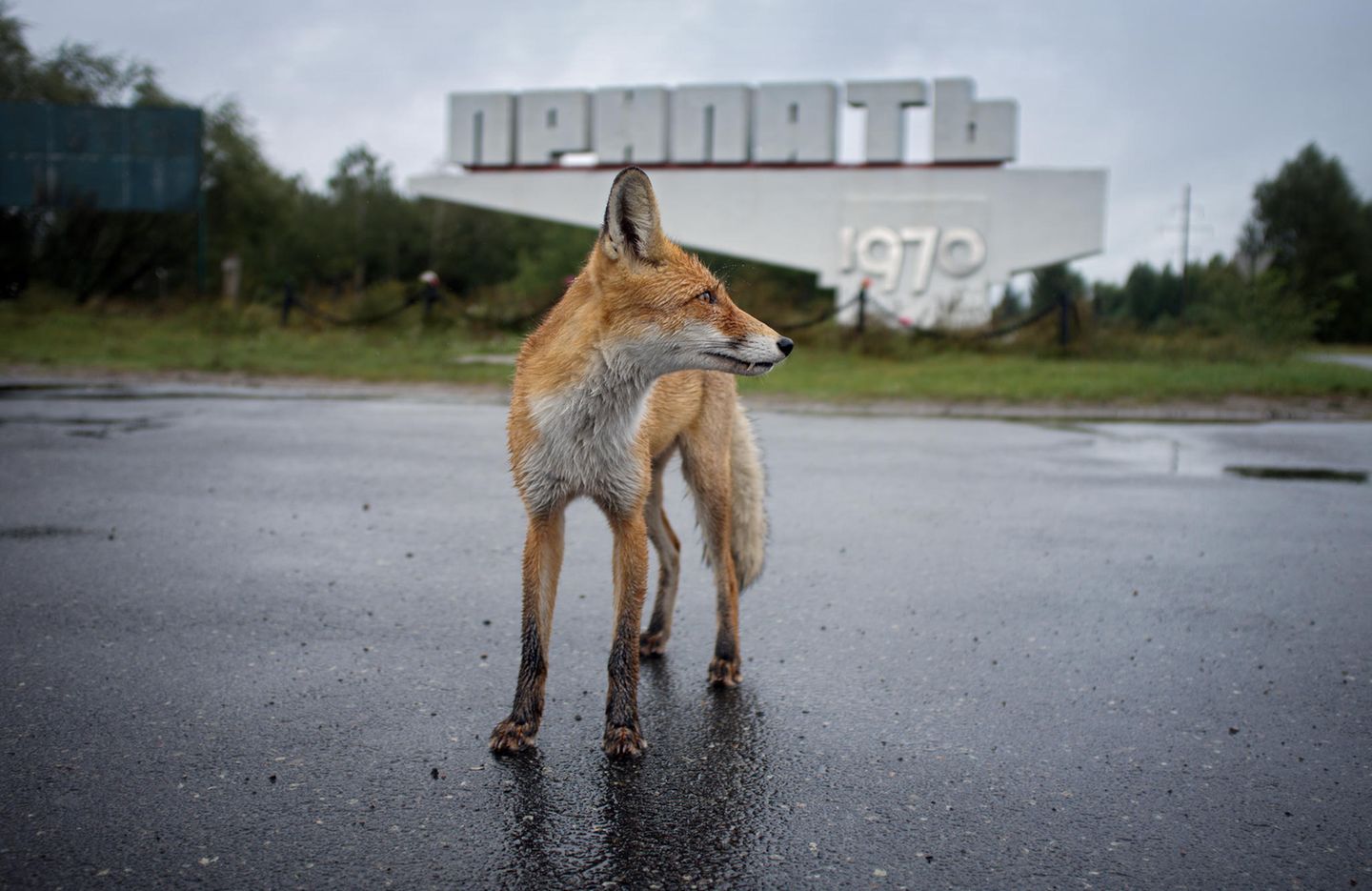Ein Fuchs steht in Tschernobyl vor einem verlassenen Industriegebäude