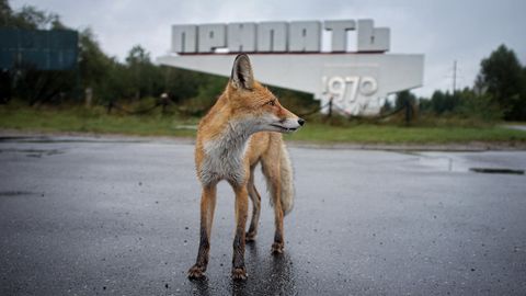 Ein Fuchs steht in Tschernobyl vor einem verlassenen Industriegebäude