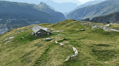 Gif zeigt Schafe die auf eine kleine Hütte auf einem Schweizer Bergkam zu laufen. Im Hintergrund Berge