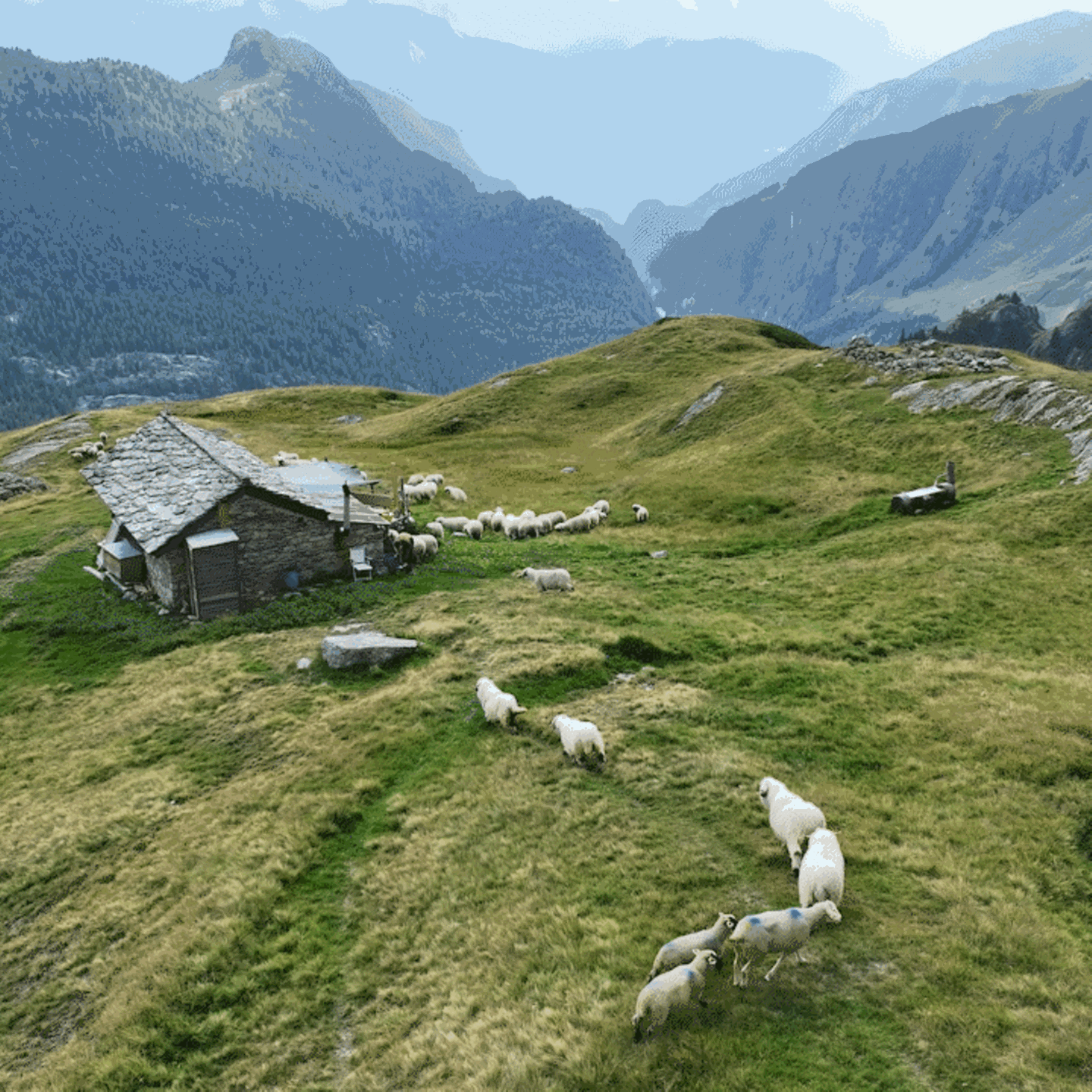 Gif zeigt Schafe die auf eine kleine Hütte auf einem Schweizer Bergkam zu laufen. Im Hintergrund Berge