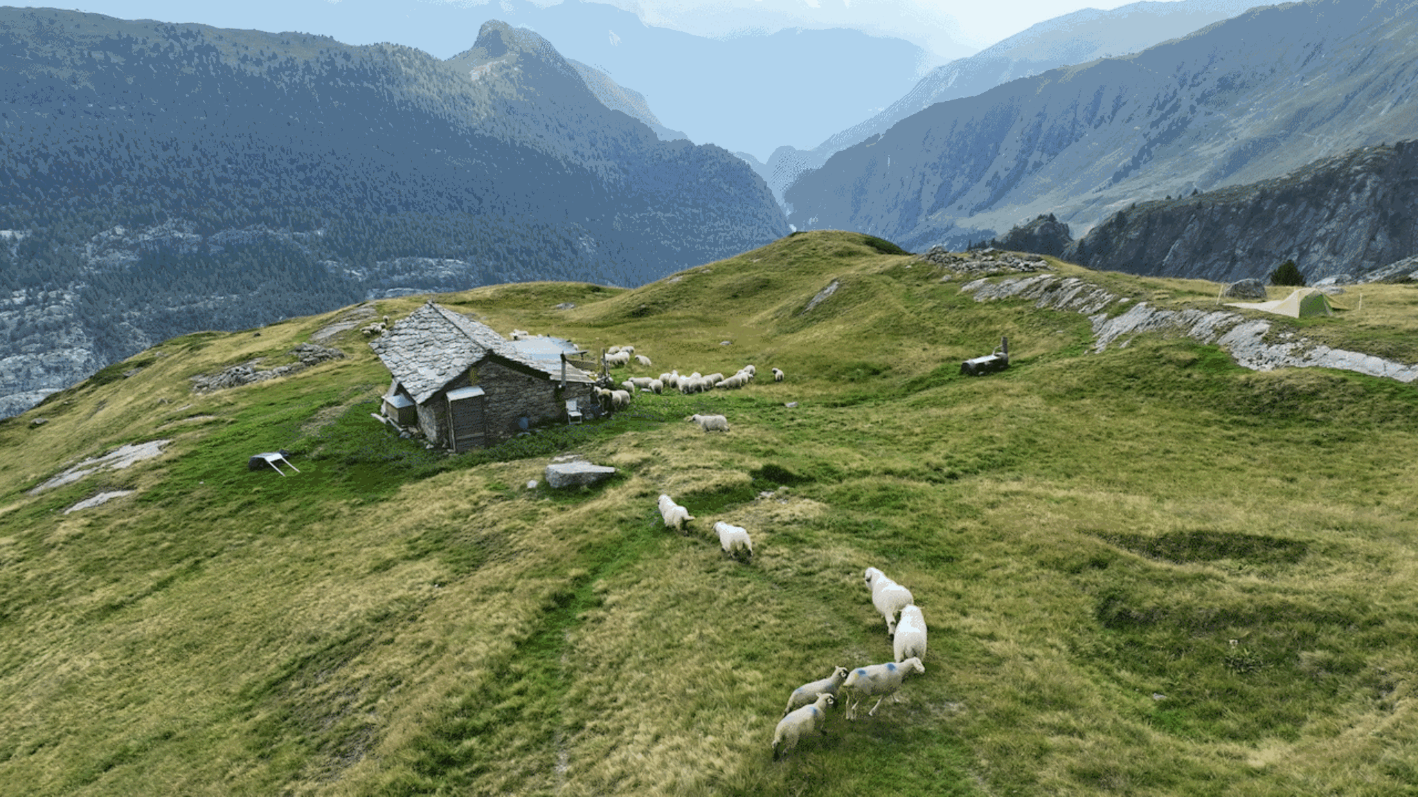 Gif zeigt Schafe die auf eine kleine Hütte auf einem Schweizer Bergkam zu laufen. Im Hintergrund Berge
