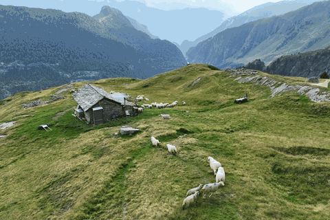 Gif zeigt Schafe die auf eine kleine Hütte auf einem Schweizer Bergkam zu laufen. Im Hintergrund Berge