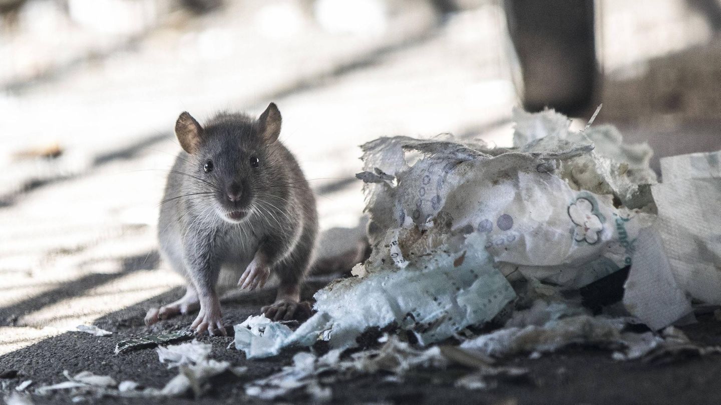 Je mehr Ratten an Menschen gewöhnt sind, desto zahmer werden sie. Vor allem ziehen sie Müll und Essensreste an.