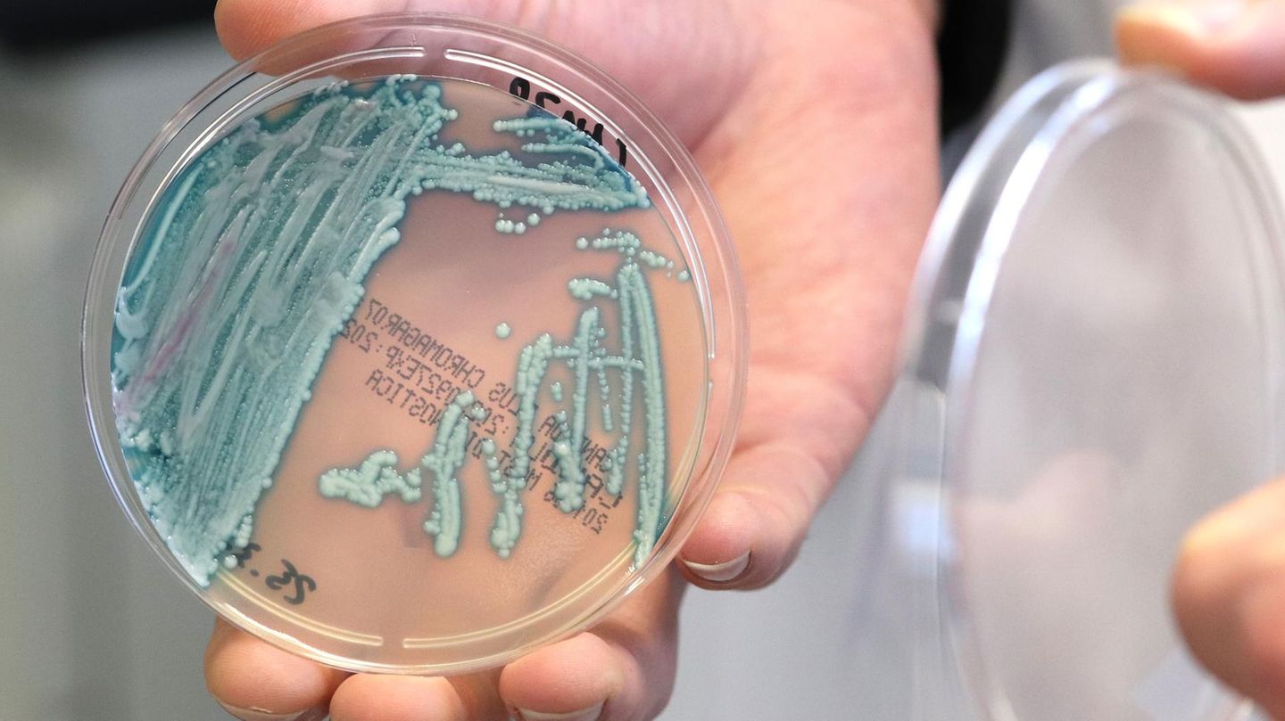 Candida auris: The zombie fungus is spreading in Germany