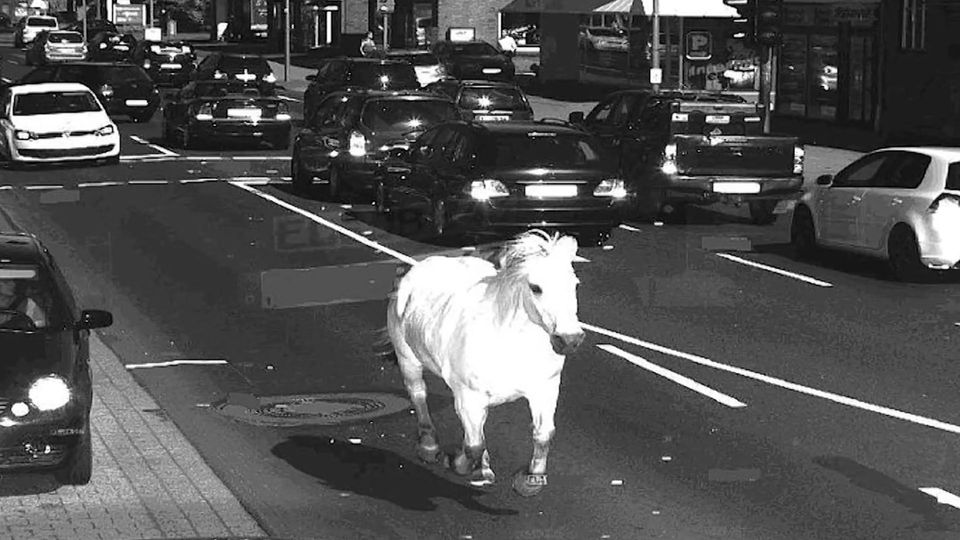 Ein Foto einer Radarfalle von einem Pferd, das über eine befahrene Straße läuft