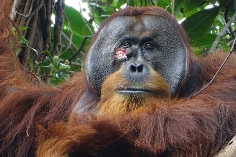 Orang-Utan mit Wunde