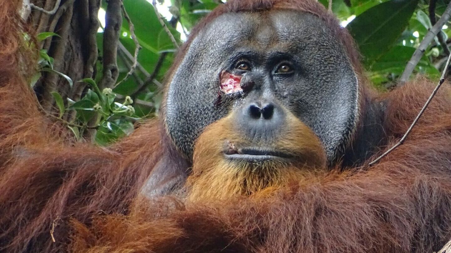 Orang-Utan mit Wunde