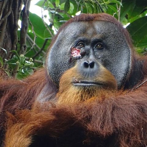 Orang-Utan mit Wunde