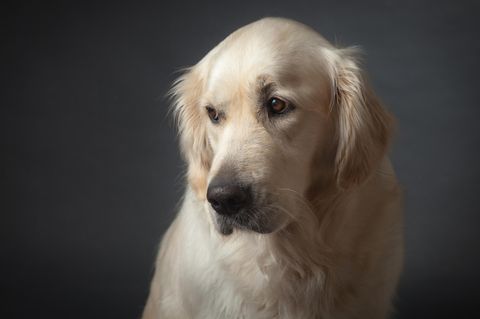 Golden Retriever: ein Bild von einem Hund. 