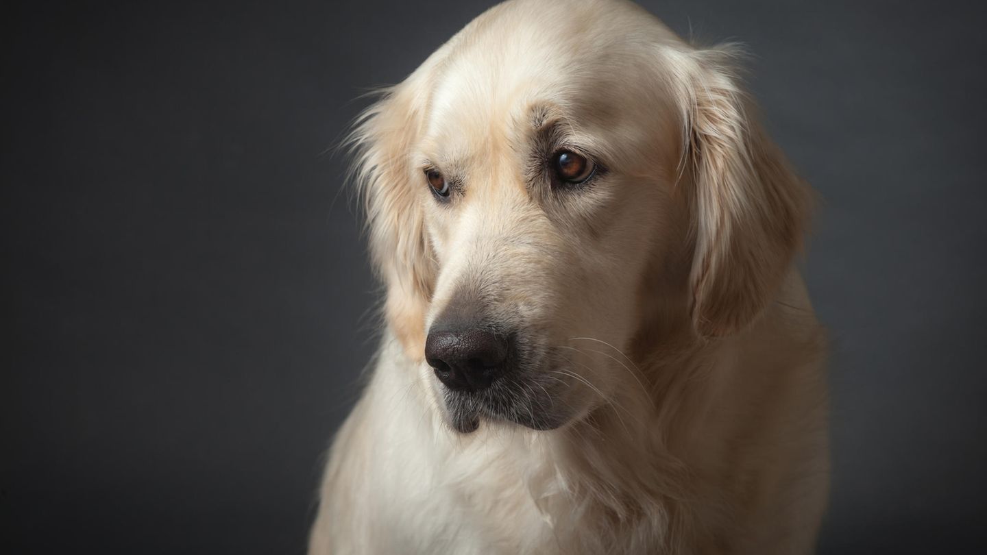 Golden Retriever: ein Bild eines Hundes. 