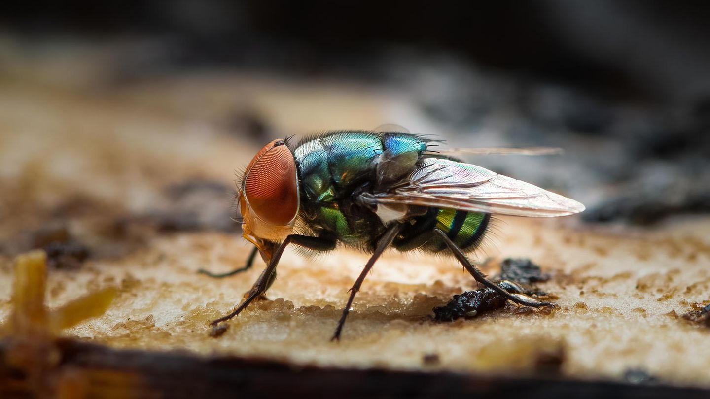Plagegeister: Stubenfliegen, Trauermücken & Co.: So fangen Sie die flinken Insekten