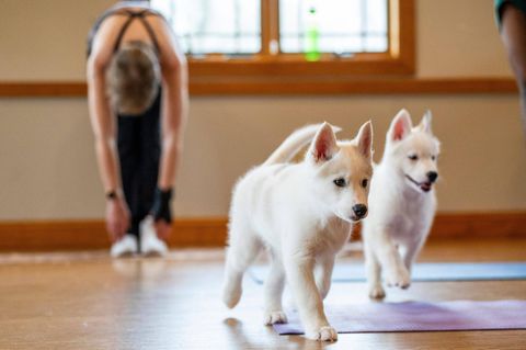 Puppy Yoga gehört in Italien der Vergangenheit an