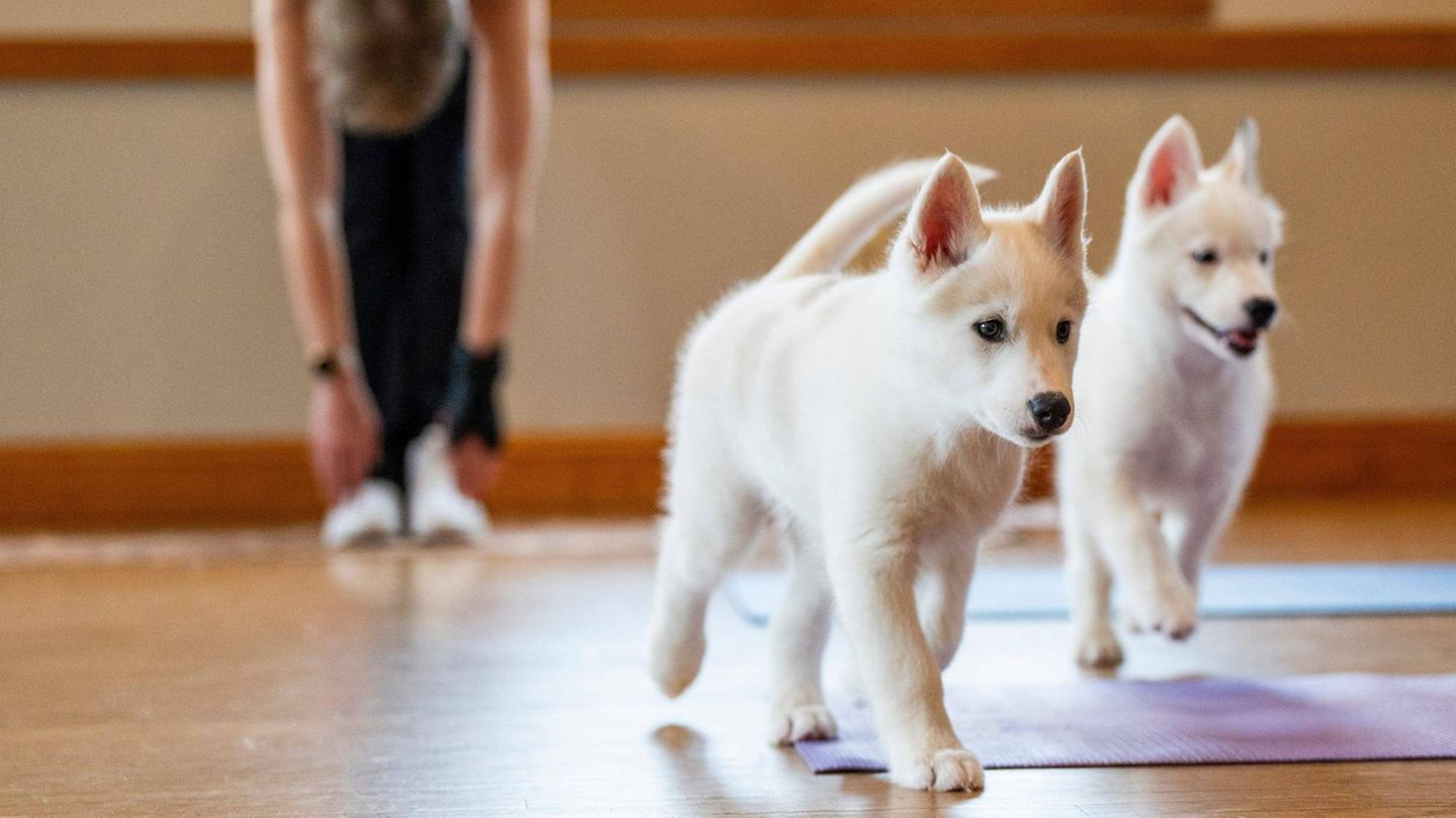 Vietato in Italia il ‘Puppy Yoga’: ‘I cuccioli diventano oggetti’