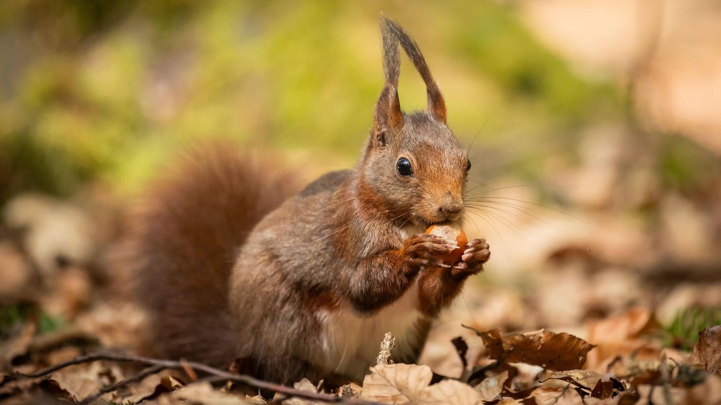 Leprosy: Squirrels may have spread the disease in the Middle Ages