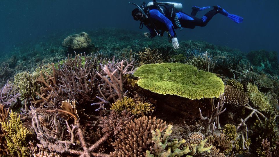 Korallenriff Taucher über rekonstruiertem Korallenriff