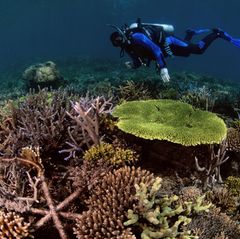 Korallenriff Taucher über rekonstruiertem Korallenriff