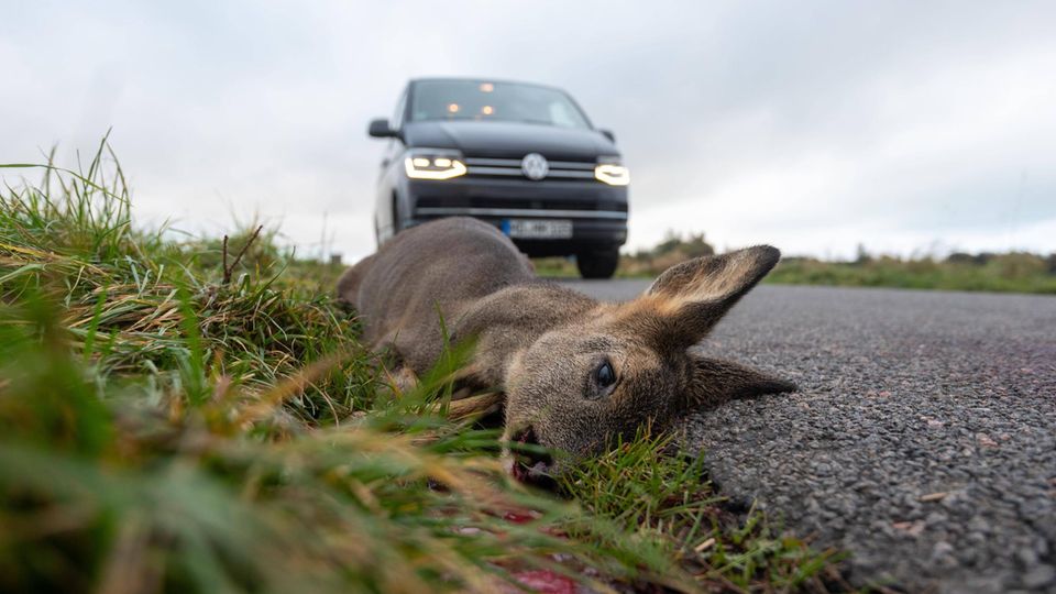 Totes Reh neben Straße