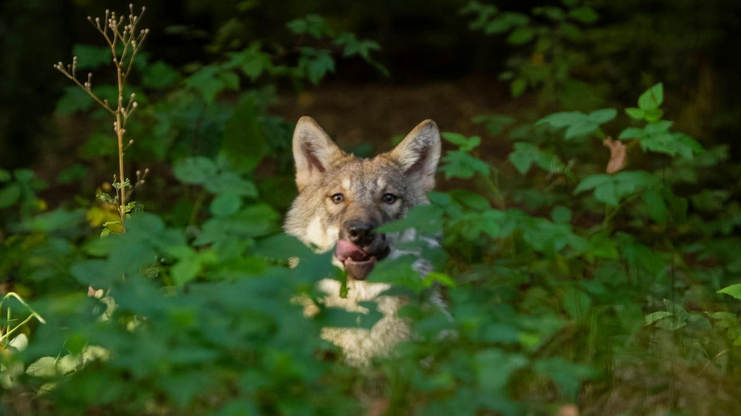 Diskussion um Raubtier: Von wegen böse: Wölfe können Menschenleben retten – wenn wir es zulassen