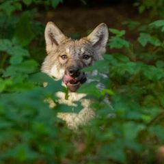 Symbolfoto Wölfe: Ein Wolf mit Fleisch im Maul