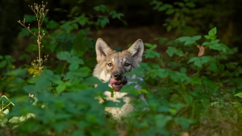 Symbolfoto Wölfe: Ein Wolf mit Fleisch im Maul