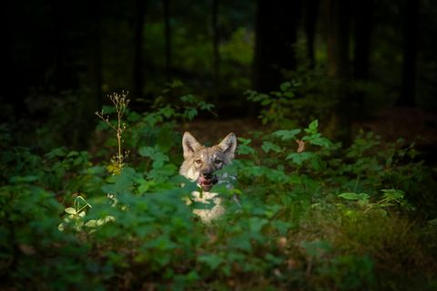 Symbolfoto Wölfe: Ein Wolf mit Fleisch im Maul