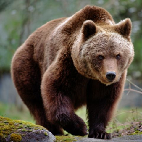Braunbär läuft zur Kamera