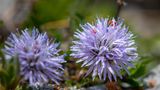 Blauviolette kugelige Blüten