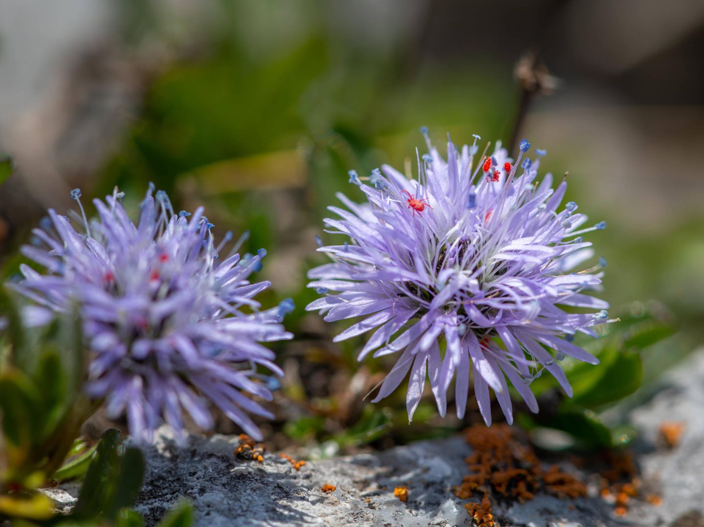 Blauviolette kugelige Blüten