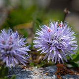 Blauviolette kugelige Blüten