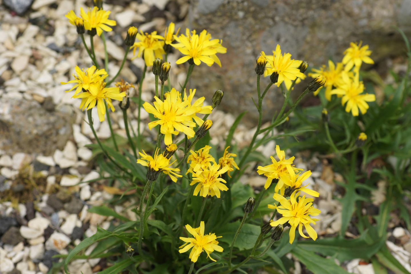 Pflanze mit hellgelben Blüten