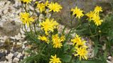 Pflanze mit hellgelben Blüten