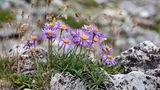 Violette Blume