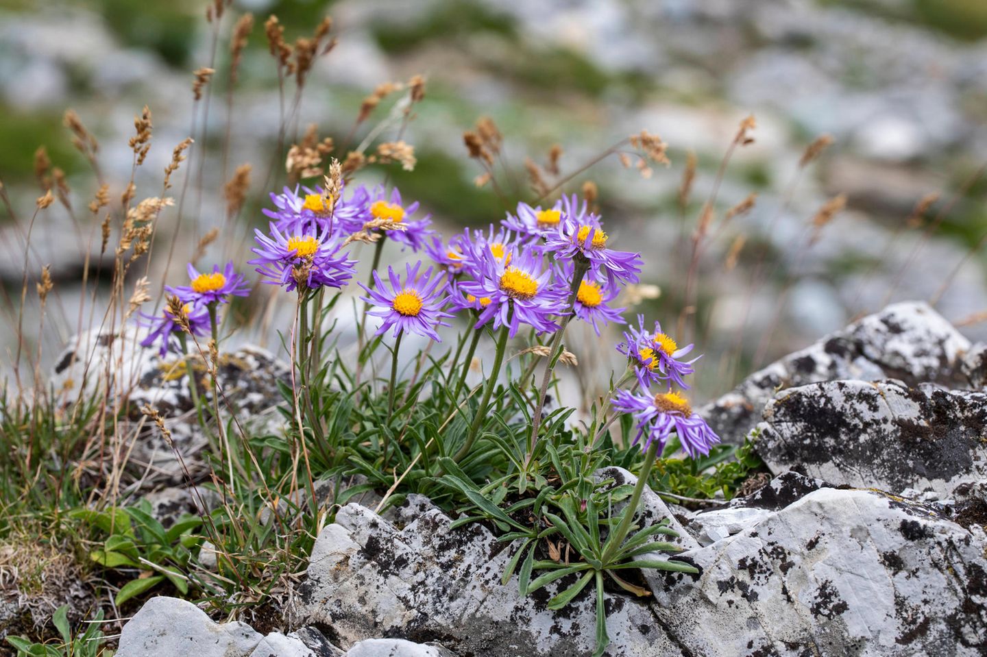 Violette Blume